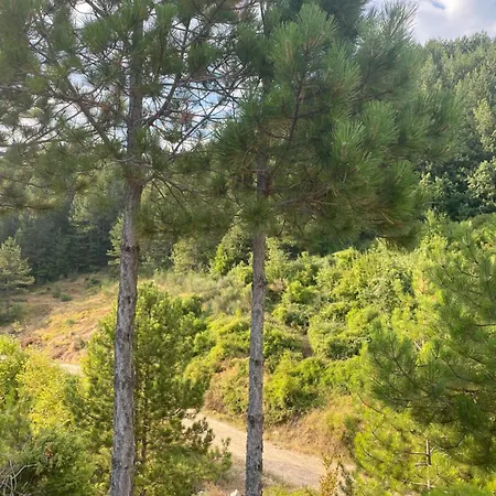 Laci Τίρανα